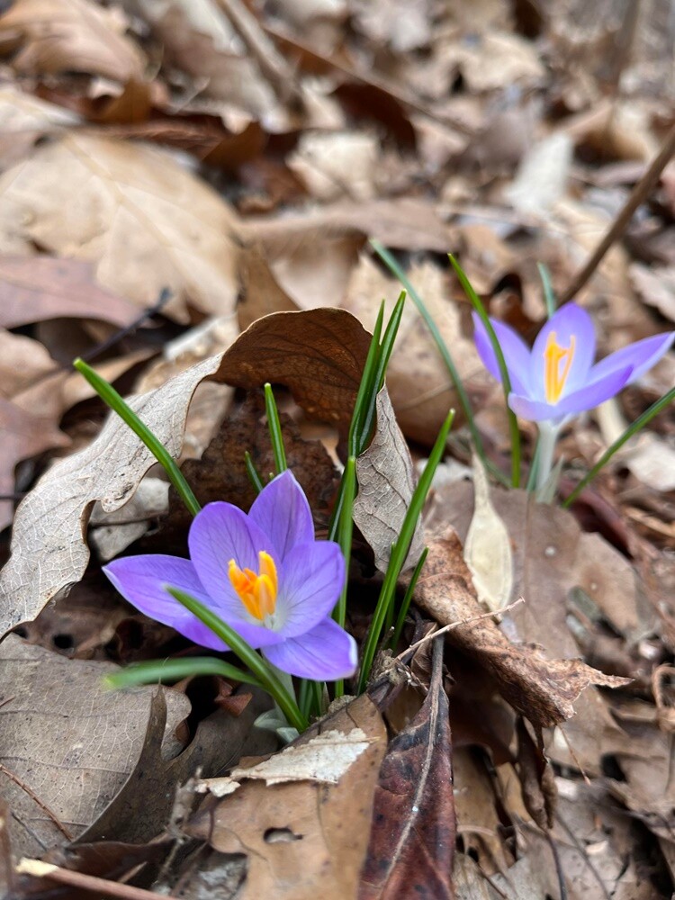 Pierwsze oznaki wiosny w Rudzie Śląskiej. Zobaczcie zdjęcia!