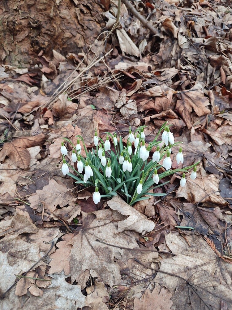 Pierwsze oznaki wiosny w Rudzie Śląskiej. Zobaczcie zdjęcia!