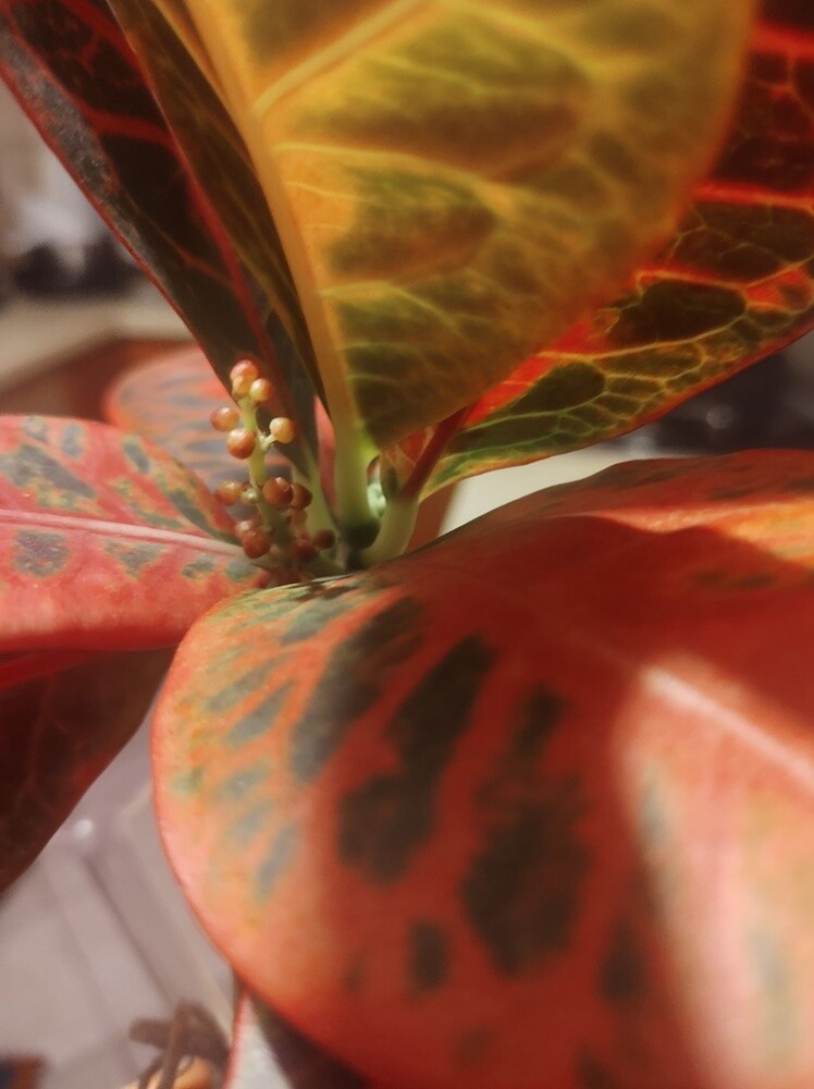 Pierwsze oznaki wiosny w Rudzie Śląskiej. Zobaczcie zdjęcia!