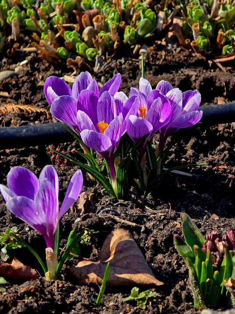 Pierwsze oznaki wiosny w Rudzie Śląskiej. Zobaczcie zdjęcia!