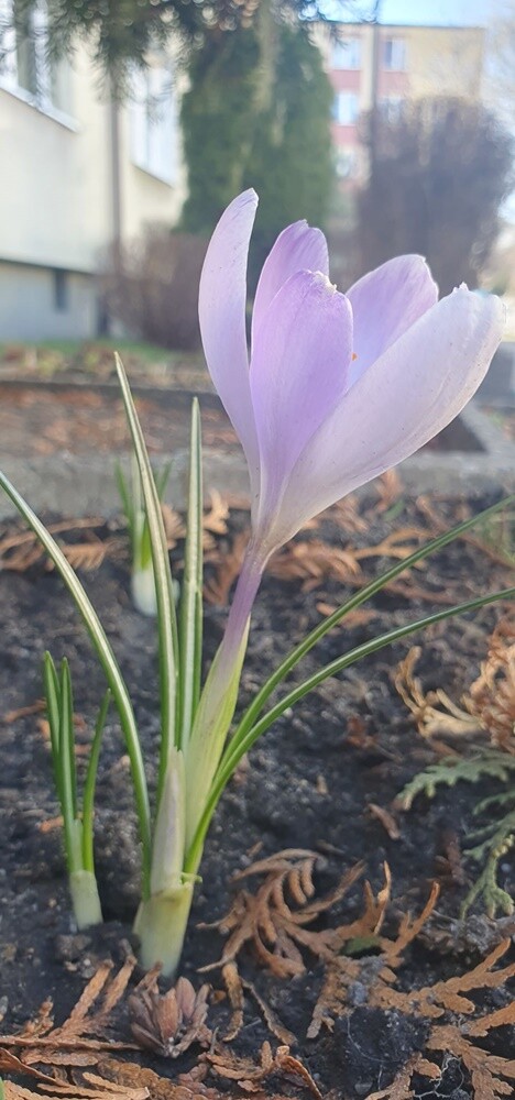 Pierwsze oznaki wiosny w Rudzie Śląskiej. Zobaczcie zdjęcia!