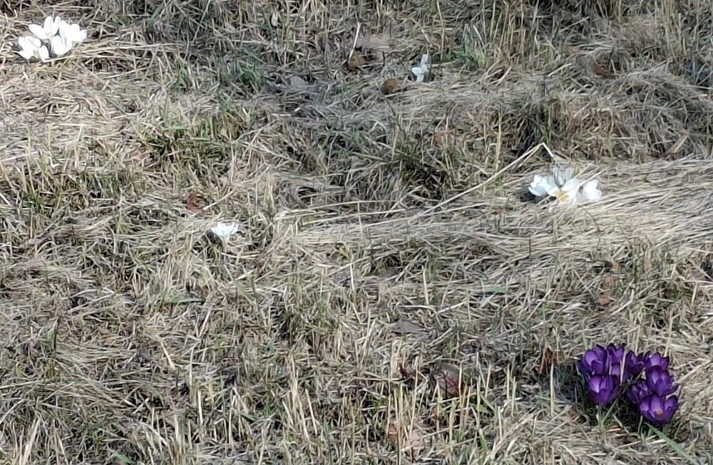 Pierwsze oznaki wiosny w Rudzie Śląskiej. Zobaczcie zdjęcia!