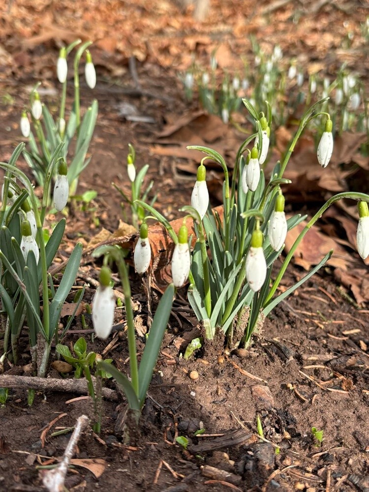 Pierwsze oznaki wiosny w Rudzie Śląskiej. Zobaczcie zdjęcia!