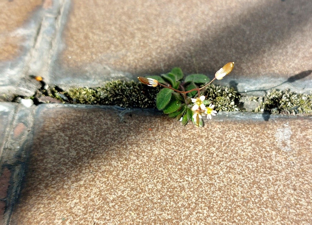 Pierwsze oznaki wiosny w Rudzie Śląskiej. Zobaczcie zdjęcia!