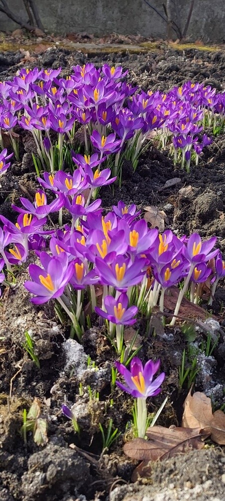 Pierwsze oznaki wiosny w Rudzie Śląskiej. Zobaczcie zdjęcia!