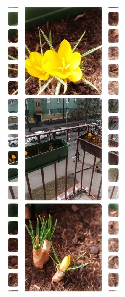 Pierwsze oznaki wiosny w Rudzie Śląskiej. Zobaczcie zdjęcia!