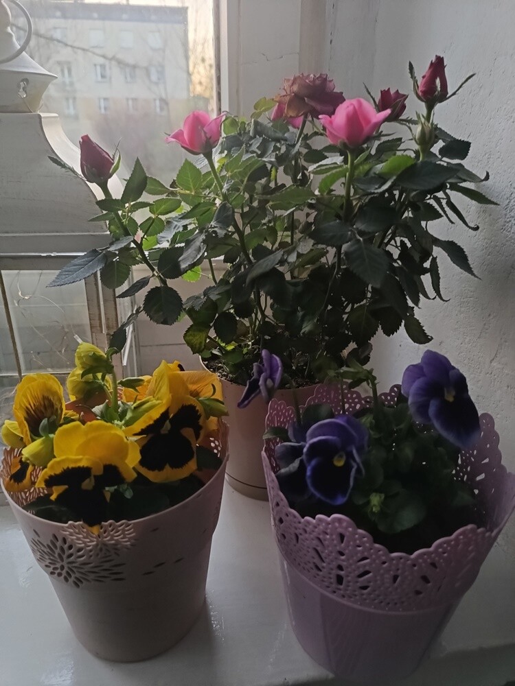 Pierwsze oznaki wiosny w Rudzie Śląskiej. Zobaczcie zdjęcia!