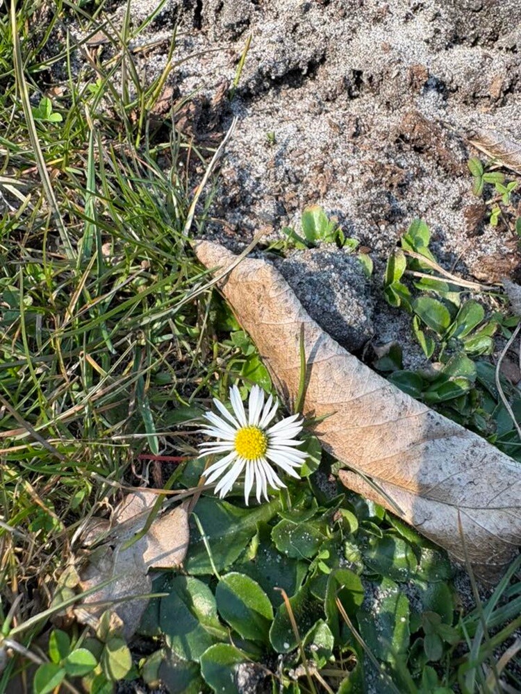 Pierwsze oznaki wiosny w Rudzie Śląskiej. Zobaczcie zdjęcia!