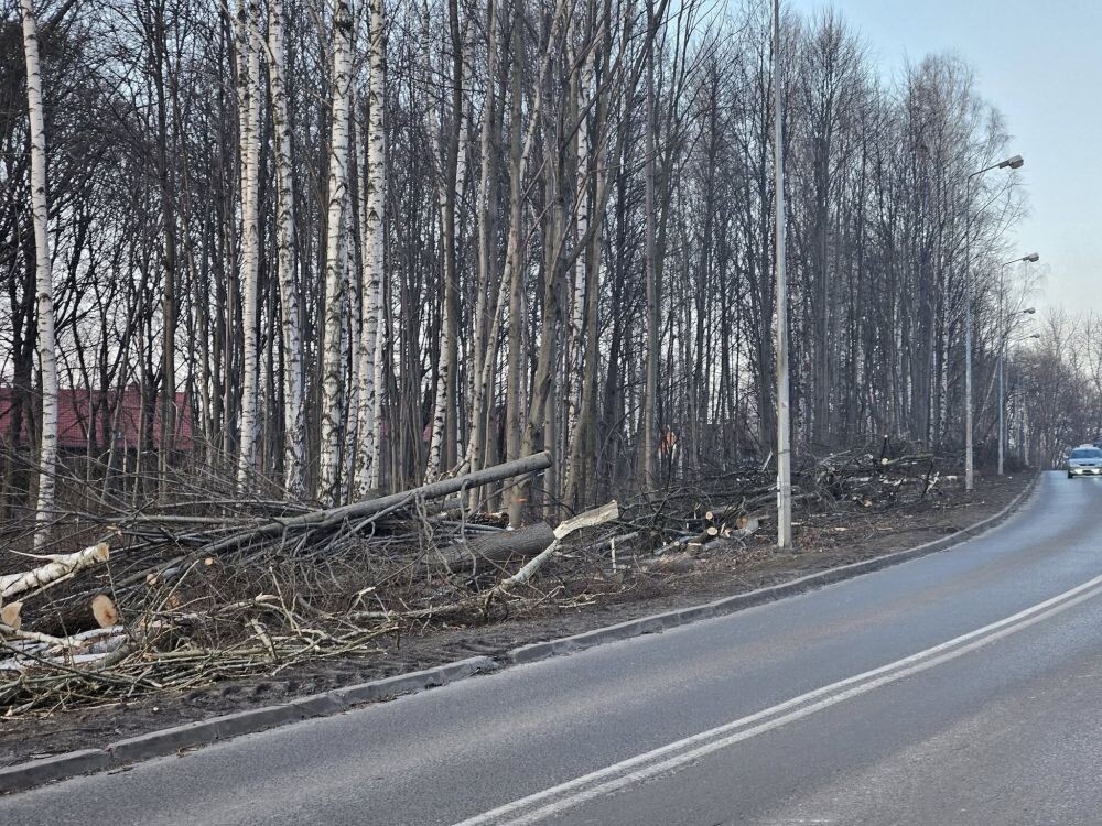 Trwa wycinka drzew w dzielnicy Ruda pod trasę N-S/fot. Janusz Żurek, Krystian Mrukwa