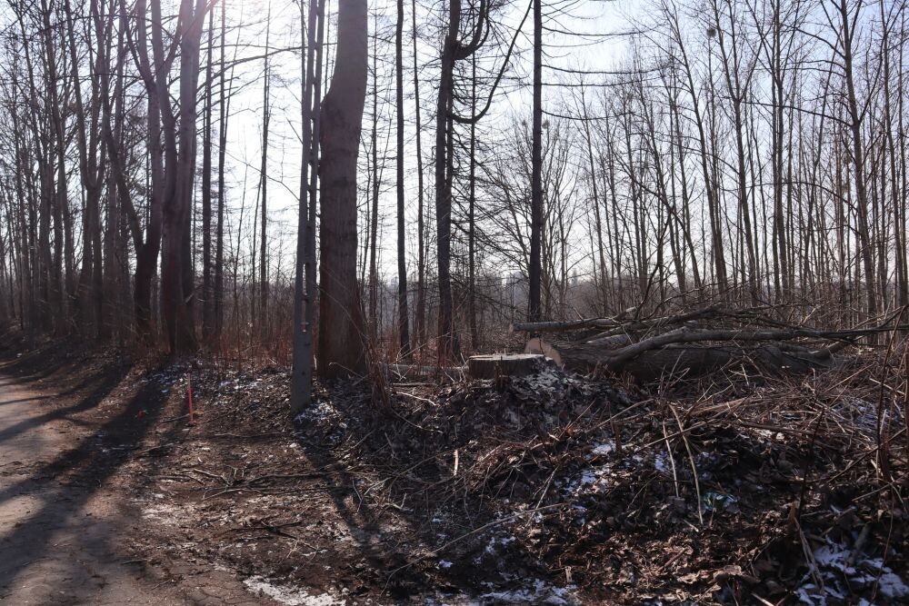 Trwa wycinka drzew w dzielnicy Ruda pod trasę N-S/fot. Janusz Żurek, Krystian Mrukwa