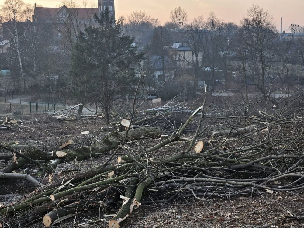 Trwa wycinka drzew w dzielnicy Ruda pod trasę N-S/fot. Janusz Żurek, Krystian Mrukwa