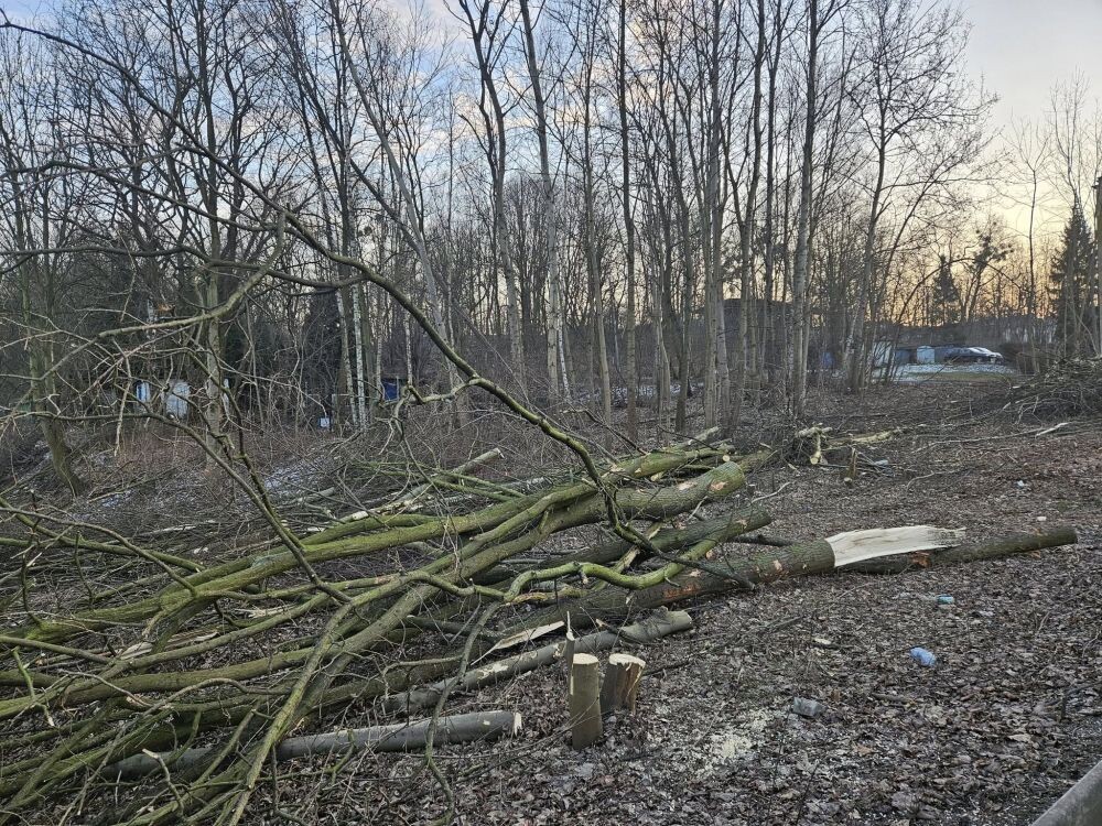 Trwa wycinka drzew w dzielnicy Ruda pod trasę N-S/fot. Janusz Żurek, Krystian Mrukwa