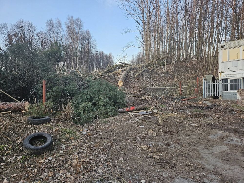Trwa wycinka drzew w dzielnicy Ruda pod trasę N-S/fot. Janusz Żurek, Krystian Mrukwa