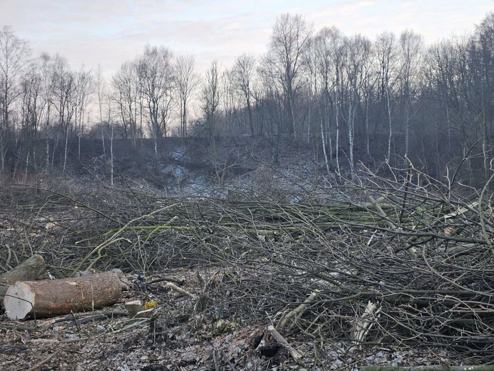 Trwa wycinka drzew w dzielnicy Ruda pod trasę N-S/fot. Janusz Żurek, Krystian Mrukwa