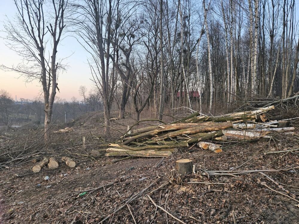 Trwa wycinka drzew w dzielnicy Ruda pod trasę N-S/fot. Janusz Żurek, Krystian Mrukwa