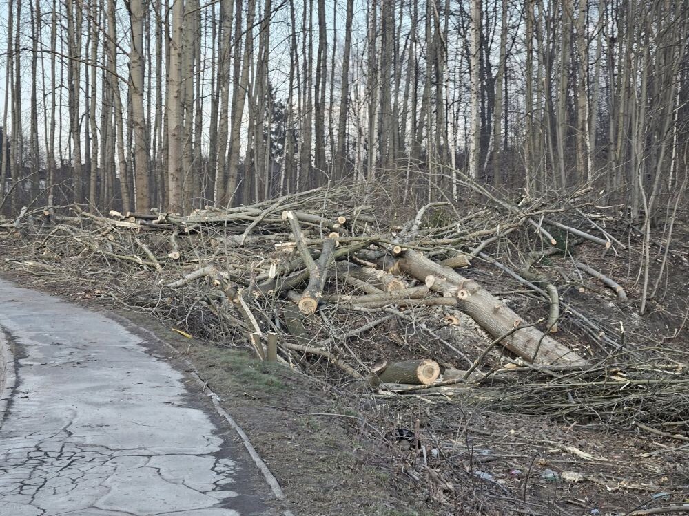 Trwa wycinka drzew w dzielnicy Ruda pod trasę N-S/fot. Janusz Żurek, Krystian Mrukwa