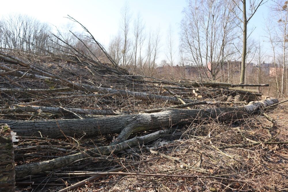 Trwa wycinka drzew w dzielnicy Ruda pod trasę N-S/fot. Janusz Żurek, Krystian Mrukwa