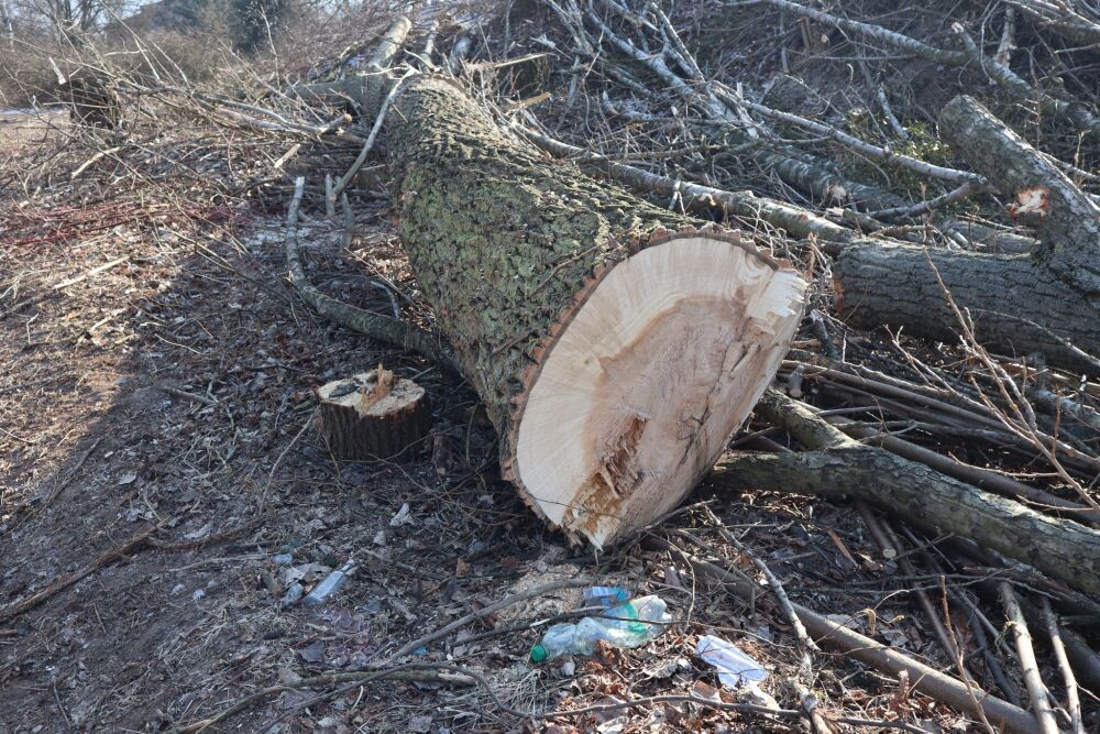 Trwa wycinka drzew w dzielnicy Ruda pod trasę N-S/fot. Janusz Żurek, Krystian Mrukwa