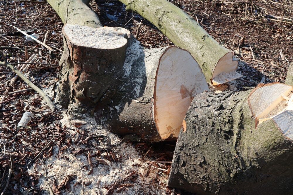 Trwa wycinka drzew w dzielnicy Ruda pod trasę N-S/fot. Janusz Żurek, Krystian Mrukwa