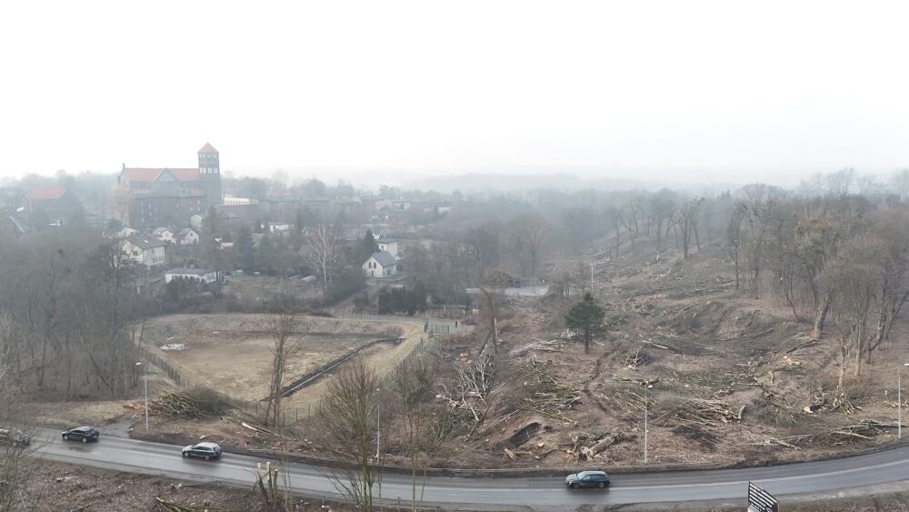 Trwa wycinka drzew w dzielnicy Ruda pod trasę N-S/fot. Natalia Salwiczek