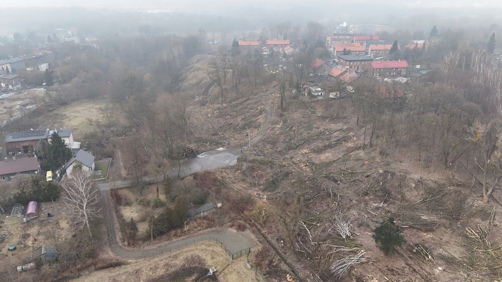 Trwa wycinka drzew w dzielnicy Ruda pod trasę N-S/fot. Natalia Salwiczek