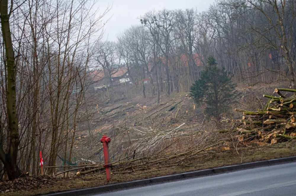Trwa wycinka drzew w dzielnicy Ruda pod trasę N-S/fot. Magdalena Faber