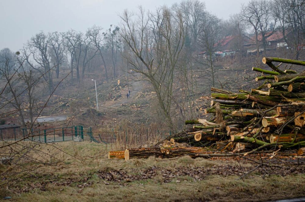 Trwa wycinka drzew w dzielnicy Ruda pod trasę N-S/fot. Magdalena Faber