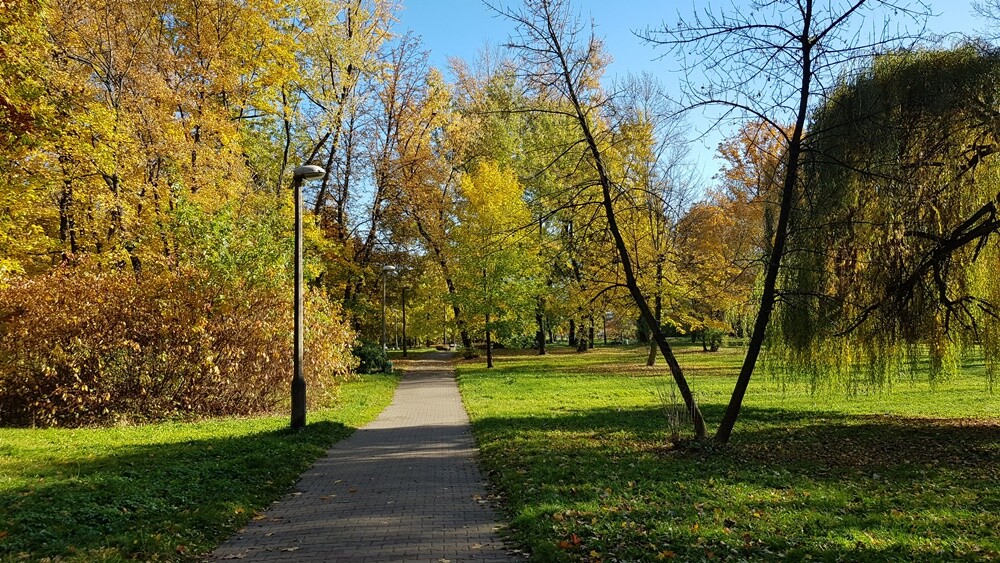 55 drzew w Parku Dworskim w Nowym Bytomiu zostanie wyciętych. Rozpoczęła się realizacja kolejnego etapu budowy Traktu Rudzkiego.