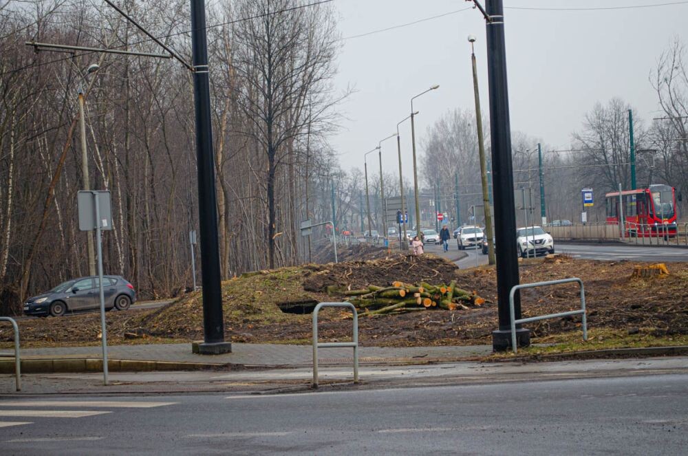 Wycinka drzew na Chebziu/fot. Magdalena Faber