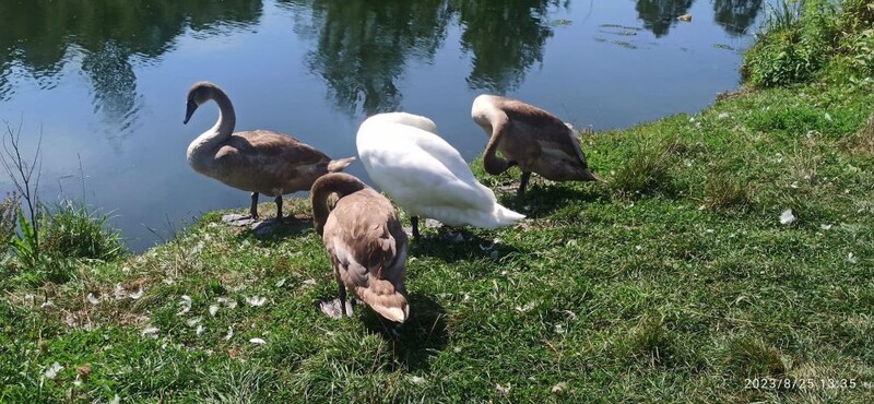 Wyniki badań martwych łabędzi z rozlewiska. Co je zabiło?