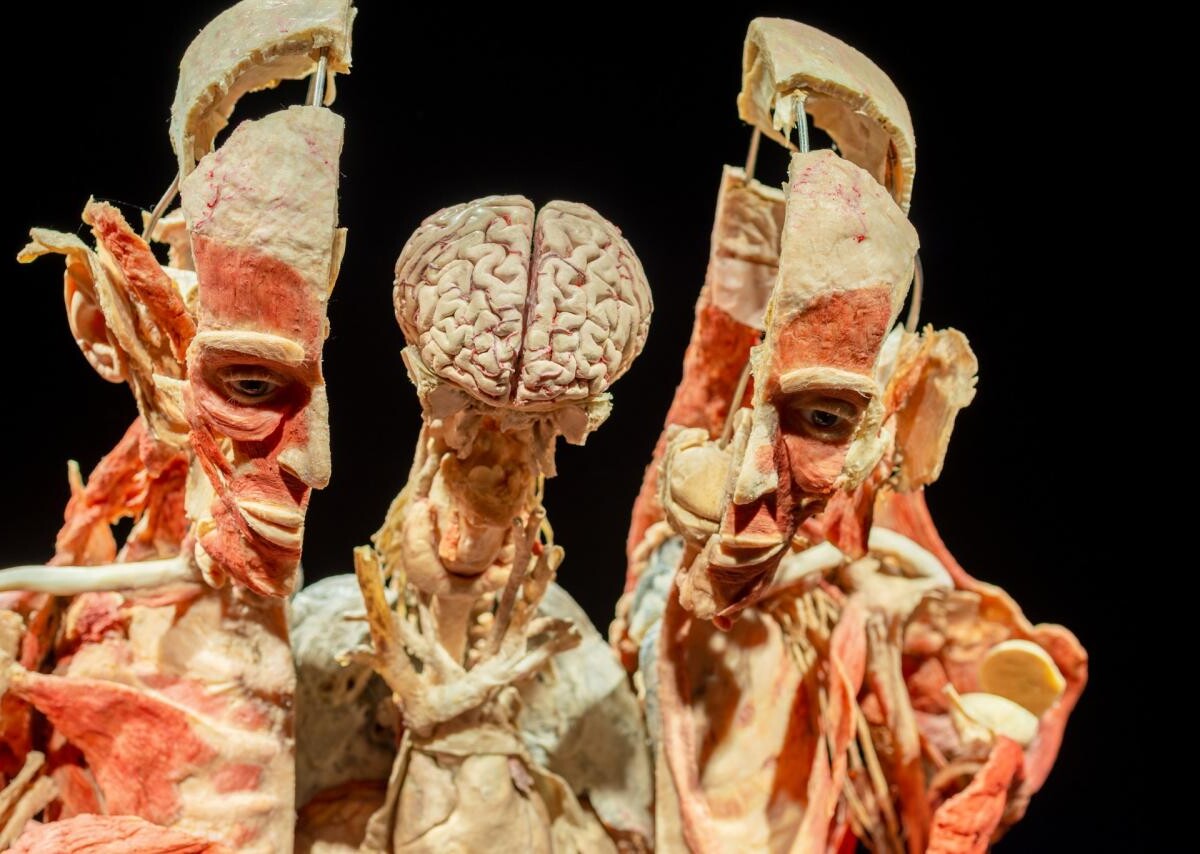 Wystawa BODY WORLDS powraca do Katowic z nową ekspozycją!
