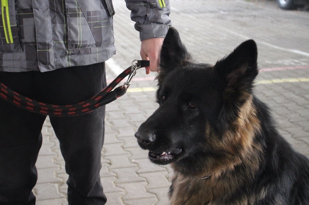 Już po raz czwarty w Rudzie Śląskiej obyła się charytatywna Wystawa Mikołajkowa Owczarków Niemieckich.

fot. UM Ruda Śląska