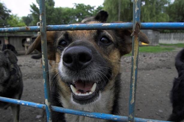 Żabcia - Adoptowana!