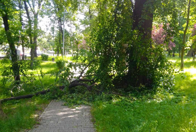 Zalane ulice i połamane drzewa to bilans piątkowej burzy i ulewnego deszczu