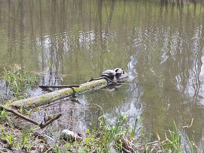 Żółwie na Przystani w Kochłowicach. Jak się tam znalazły?